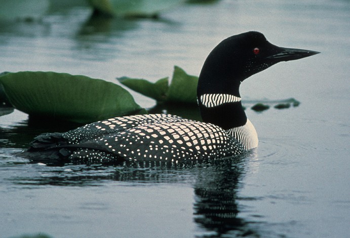 Pictures Of Common Loon - Free Common Loon pictures 