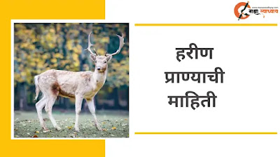 हरीण माहिती मराठी  हरीण संपूर्ण माहिती  Harin vishay mahiti  Harin mahiti marathi  Deer information in marathi for student  Deer information for school project   Deer information in marathi