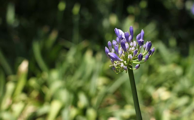 African Lily Flowers Pictures