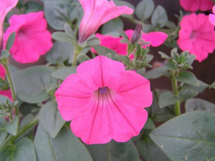 Trailing Petunia