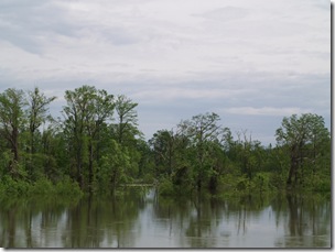 Typical structure we fished in the high water conditions, fish were holding tight to the cover.