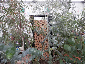 Garden visit, Gardener's World Live. 2018.  By UK garden blogger secondhandsusie.blogspot.com #gardenersworldlive #gardenersworldlive2018 