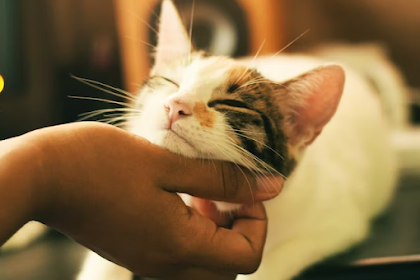 Rabies Kucing: Penyakit Yang Berbahaya untuk Manusia