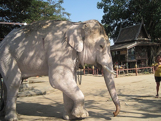 white elephant thailand