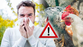 bahaya flu burung