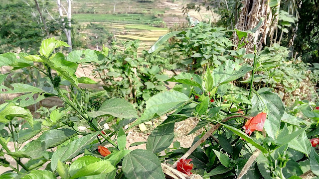 Turk Cap's / Wax Mallow / Malvaviscus Captured September 2018 near Selogriyo Temple 