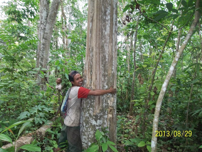 24+ Gambar Pohon Kayu Gaharu