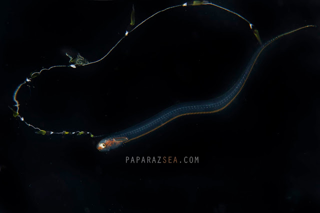 Suba diving, underwater photography, paparazsea, jun v lao, larval pearlfish