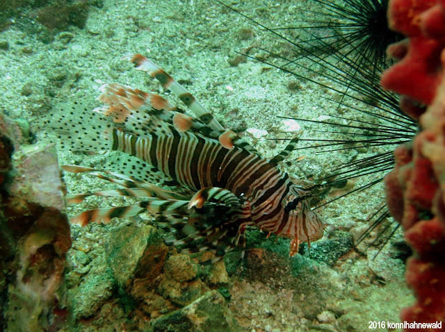 Lionfish, tropical waters, scuba diving, andaman sea, thailand, koh lipe, excellent underwater picture, environmental friendly,