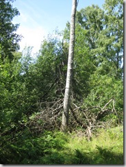 IMG_3038 IMG_3038