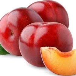 Supplier Bibit Buah Plum Aussie Okulasi Cepat Berbuah Jakarta Timur - hayaprojects