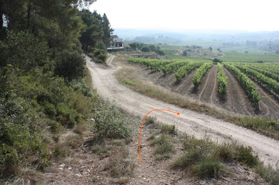 ARBRES SINGULARS, ARBRES REMARCABLES DEL PLA DE MANLLEU (ALT CAMP) I AIGUAVIVA (BAIX PENEDÈS), camí a la terres del Mas de Cal Domingo al Pla de Manlleu