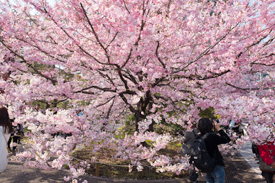 National Theatre Tokyo sakura blossoms.