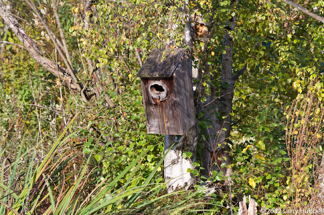 wood duck nest box plans