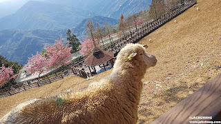 南投景點|清境農場之青青草原