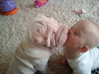Funny Dog And Baby Kissing