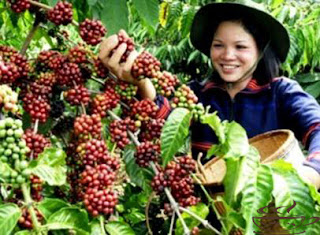 Jenis kopi torabika