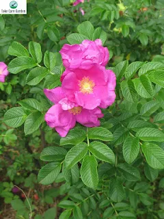 Rosa Rugosa: A Beautiful and Hardy Shrub for Your Garden