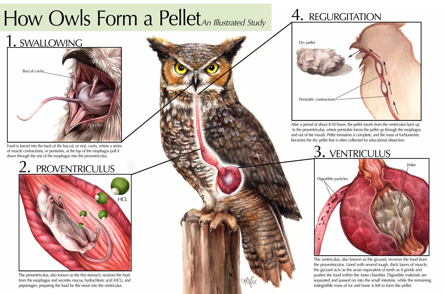 Owl pellet dissection lab worksheet
