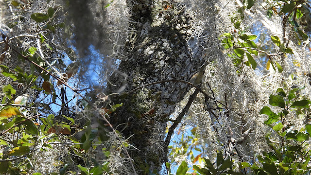 Guana Tolomato Matanzas National Estuarine Research Reserve