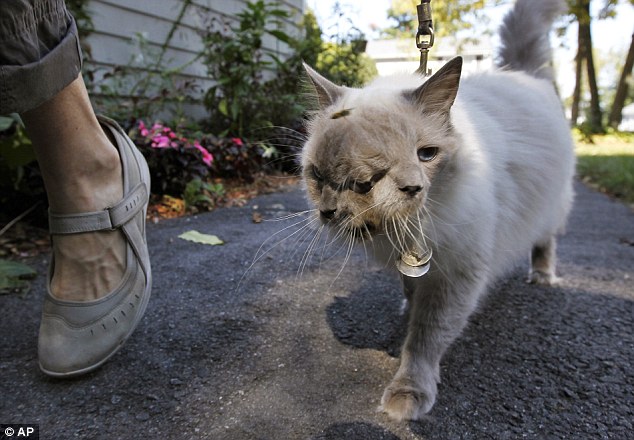 Beloved two-faced cat that was only meant to live a few days dies of cancer aged 15 after setting Guinness World Record (VIDEO)