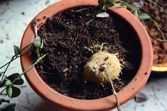 Ceropegia woodii, string of hearts, rosary vine, string of beads, house plants, succulents, repotting, soil for succulents