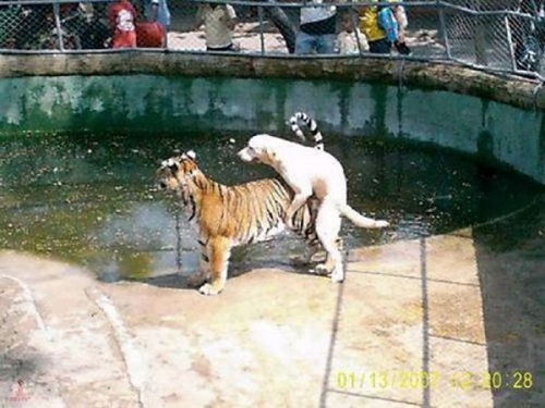pervert_animals_part_640_26