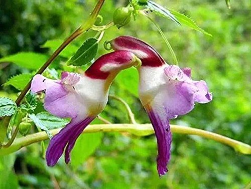 पैरट फ्लावर (Parrot Flower)