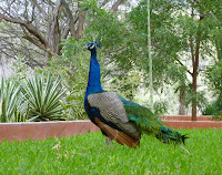Los colores del Pavo Real en su esplendor