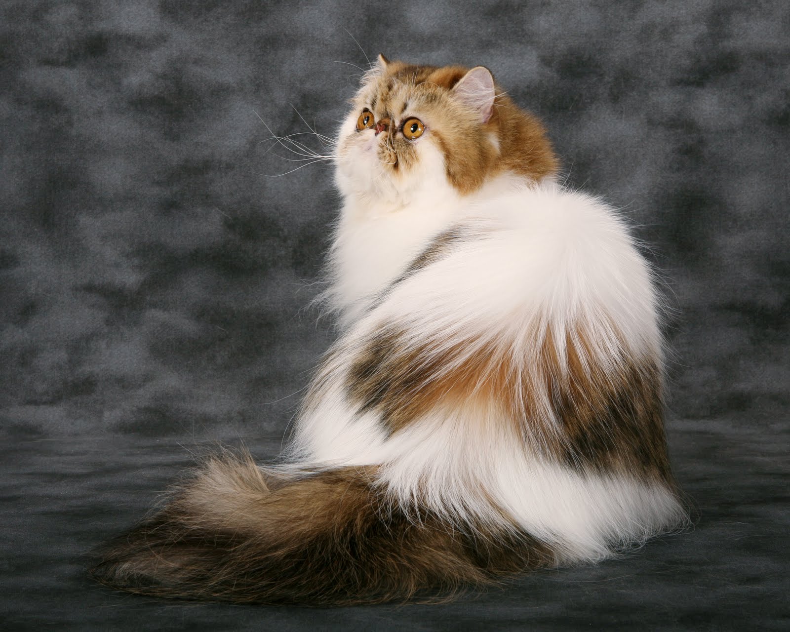 Kumpulan Foto Kucing Persia Lucu GambarBinatangCom