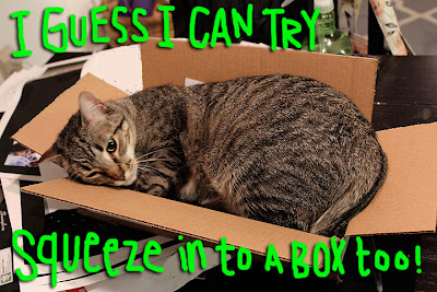 cat-squeeze-box-01