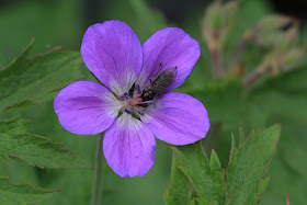 Geranium sylvaticum – Wood Crane’s Bill (#34)