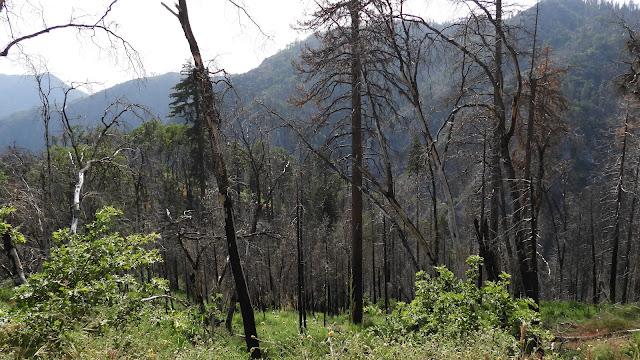 Day 11 - Sequoia National Park
