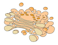 Golgi Apparatus