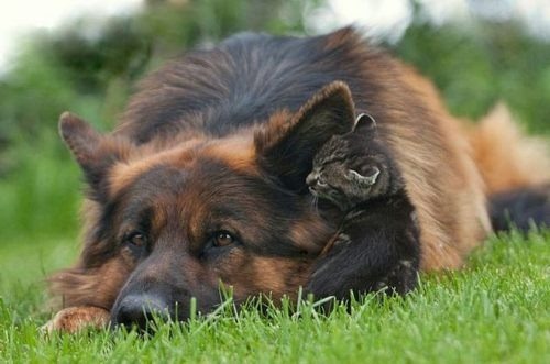 animales-lindos-17