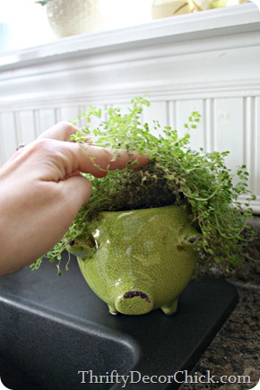 Piggy planter