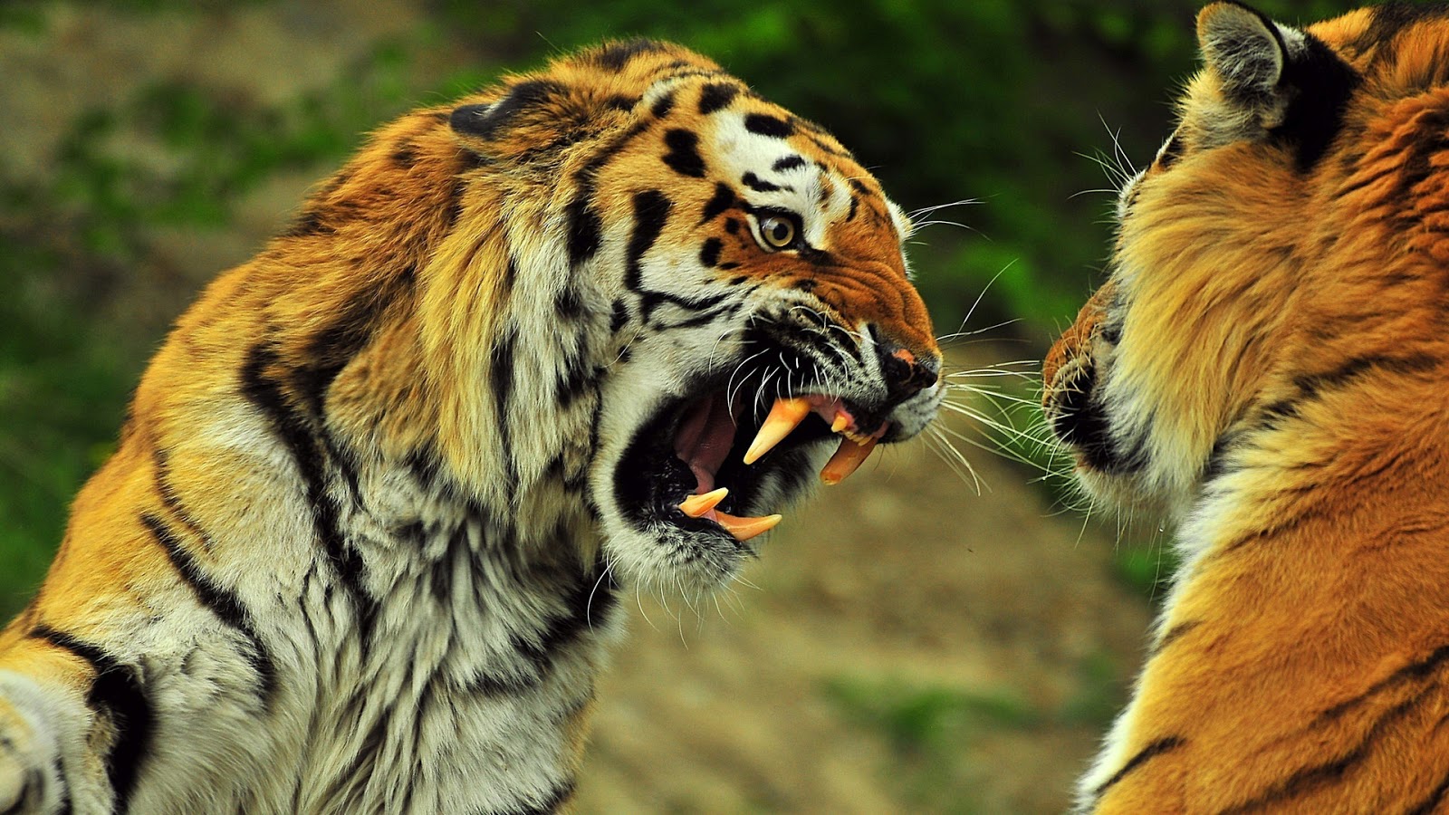 Gambar Harimau  Lengkap Kumpulan Gambar Lengkap