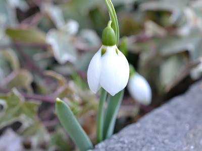 [最も選択された] 咲く 花 2 月 花 296483