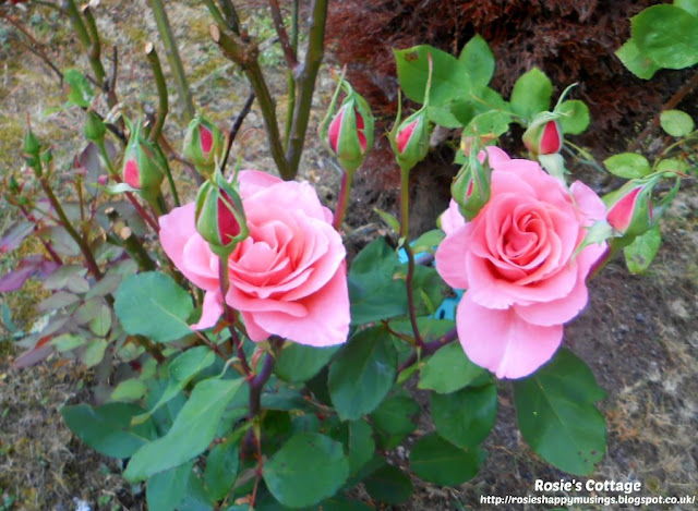 So many beautiful rosebuds waiting to bloom, discovered while pruning the rose shrub back.