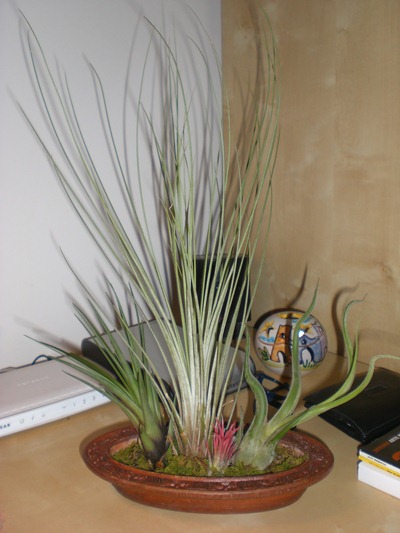 Pianta