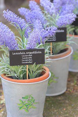 Lavanda en macetas