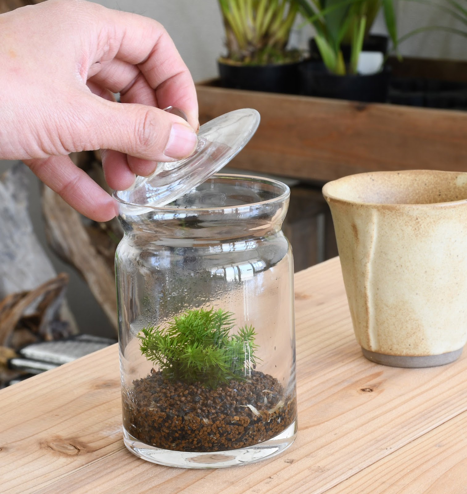 道草 Michikusa Blog 小さな苔の森 苔テラリウムの育て方 徒長させない方法