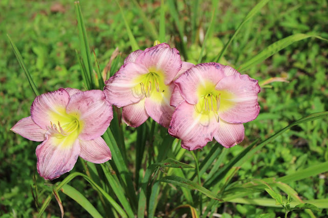 trio of purple lilies with yellow throats