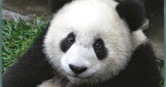 14 Gambar  Panda  Huruf Paling Dicari 