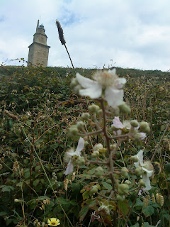 Flower and Tower   Sprint in Tower of Hercules (Corunna, Spain)   by E.V.Pita   http://evpita.blogspot.com/2011/05/flower-and-tower-flores-torre-de.html   Flores + Torre de Hércules  (Primavera en Torre de Hércules, A Coruña)  por E.V.Pita