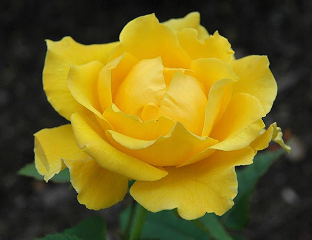 róża Algold
