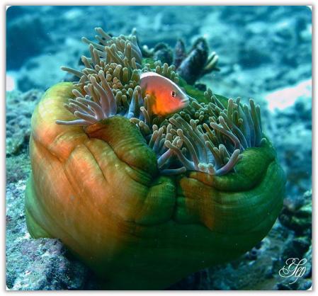 Foto Pemandangan Bawah Laut Terindah Di Dunia 2014