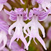 (Orchis italica)