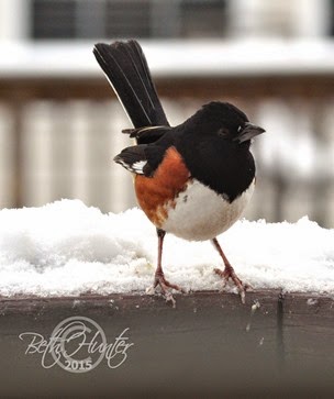 Rufus-Towhee