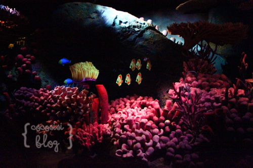 IMG_1139-2012-06-14-17-33.jpg
